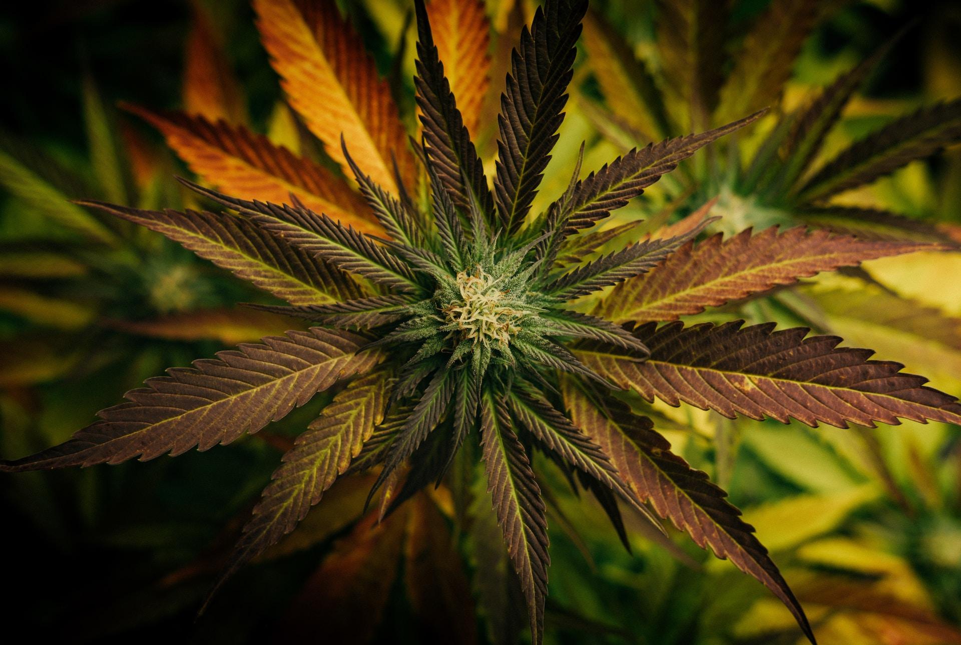 Cannabis Apotheke