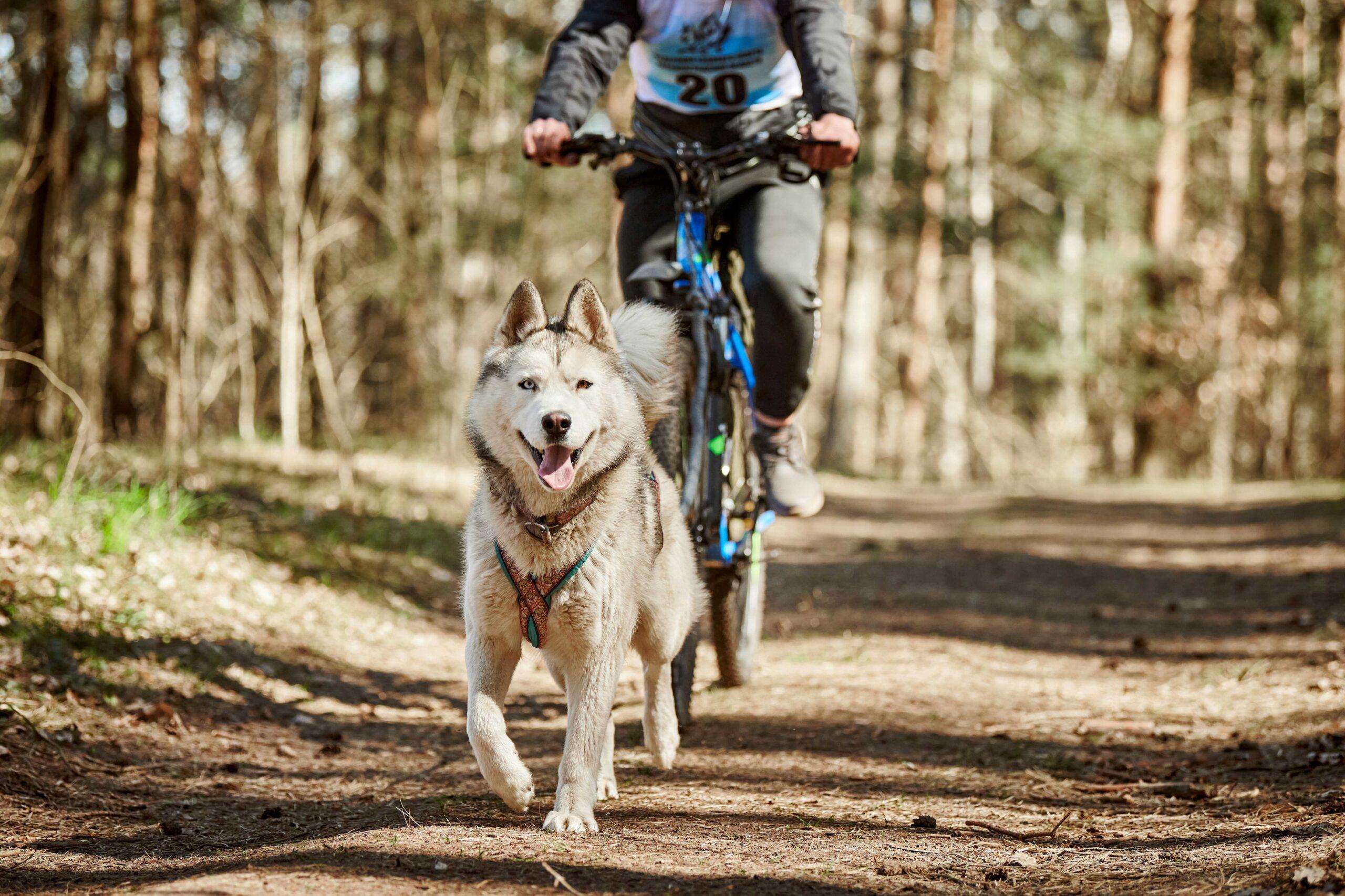 Husky zieht ein Fahrrad