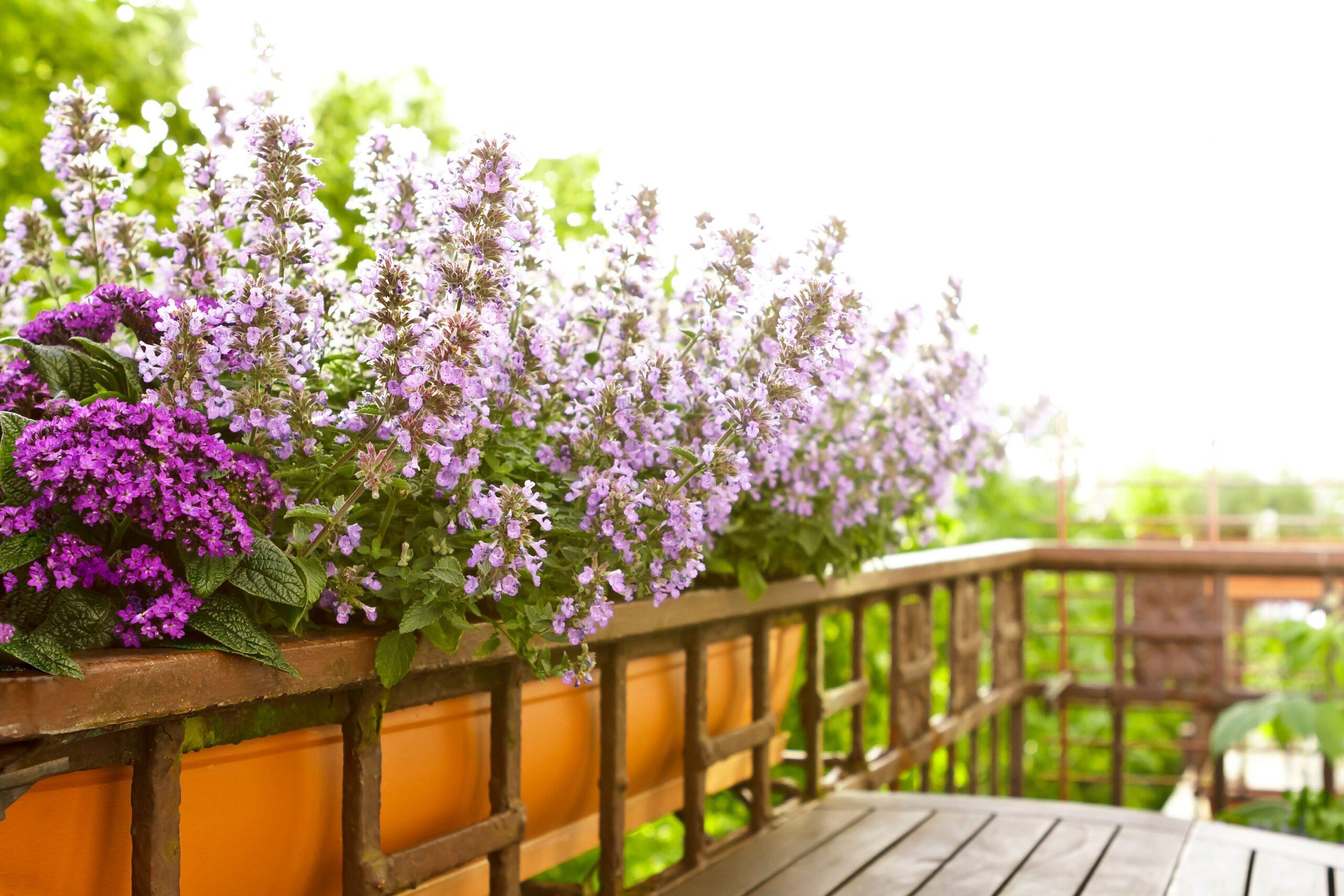 Balkonkästen mit violett blühenden Pflanzen auf einem Holzgeländer bei Sonnenlicht