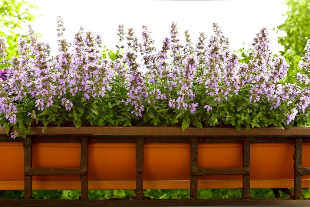 Balkonkästen mit violetten Blüten auf einem Holzgestell in sommerlicher Umgebung