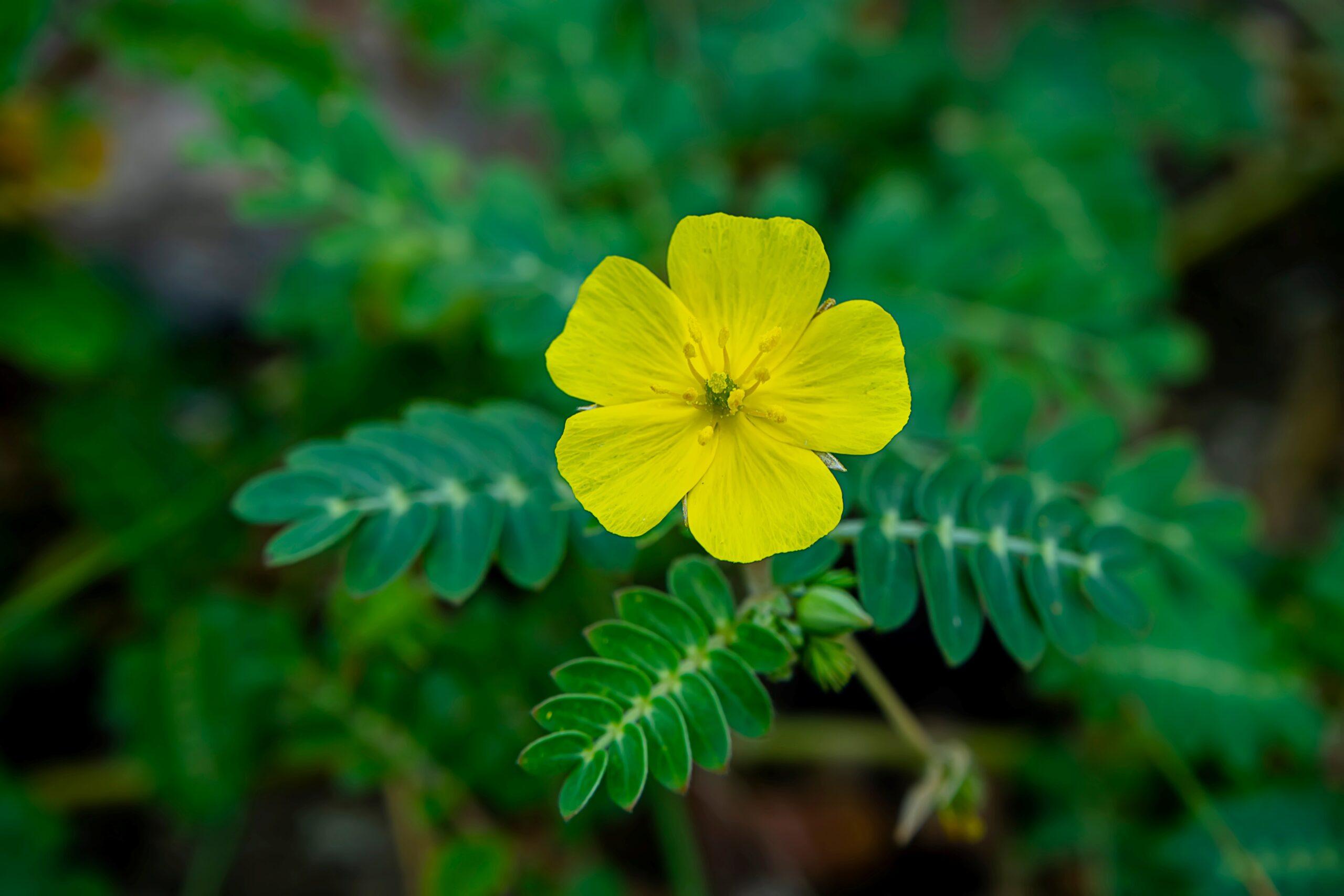 Tribulus Terrestris_Pflanze